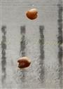   Seeds